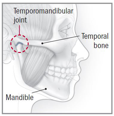 TMJ Anatomy
